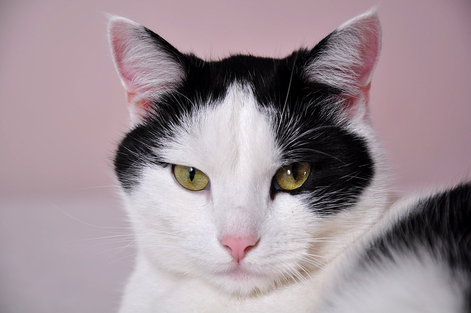 Bien préparer l’arrivée d’un chat à la maison