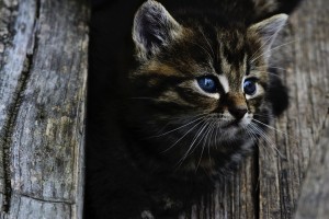 chaton-mignon