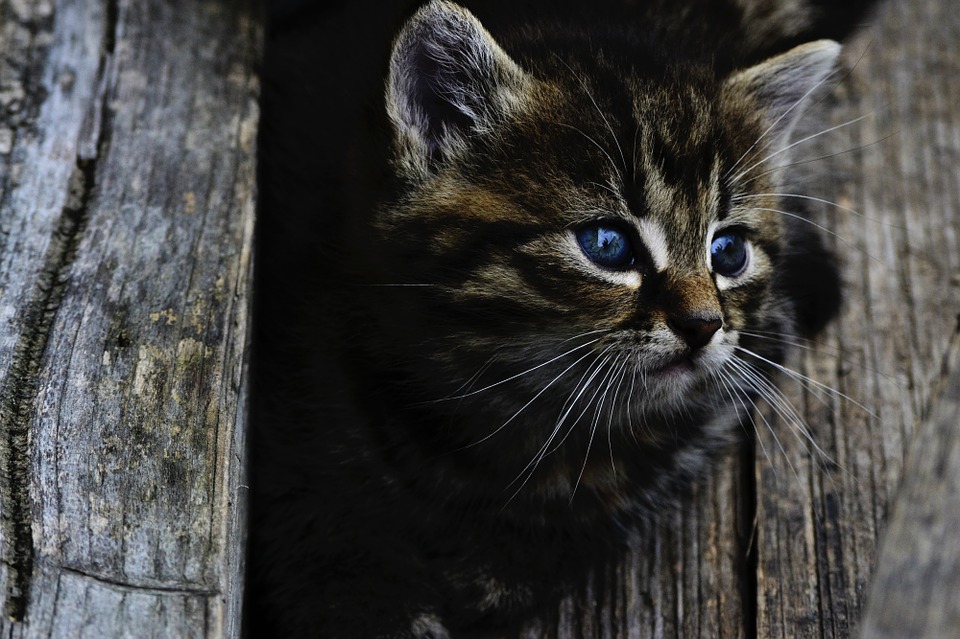 Nos astuces pour bien choisir son chat