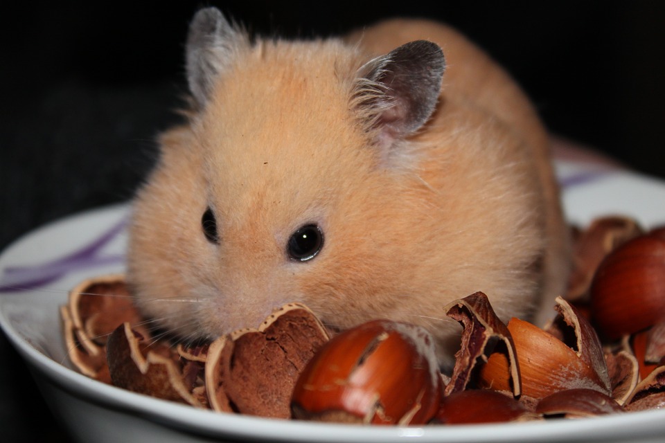Top 3 des aliments pour les hamsters