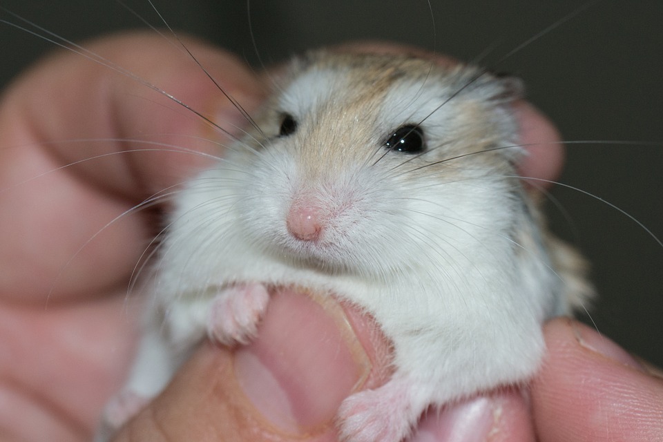 Ce qu’il faut savoir sur l’hibernation du hamster