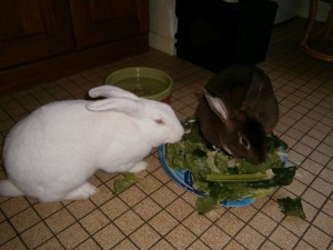 Inculquer la propreté à son lapin est possible.