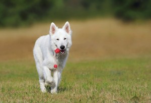 Dans le règne animal, le chien est sans doute celui qui comprend mieux l’homme.