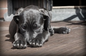 Le chien est l’animal de compagnie par excellence. En adopter un n’est pas une décision à prendre à la légère.