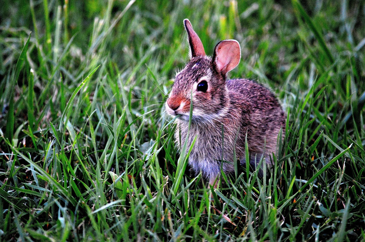 Inculquer la propreté à son lapin est possible. Il s’agit d’un animal qui est de nature propre.