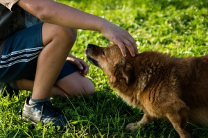 Le chien est le compagnon domestique par excellence.