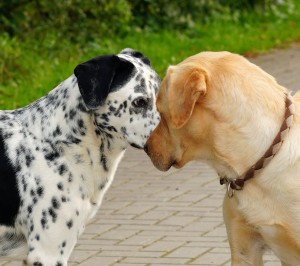 Comme l’animal vit avec l’homme depuis des millénaires, son organisme assimile sans problème l’amidon.