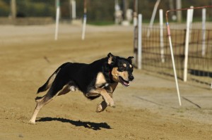 La plupart des personnes le prennent pour un animal facile à entretenir.