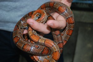 Effet de mode ou véritable passion, de plus en plus de Français choisissent d’adopter un serpent chez eux.