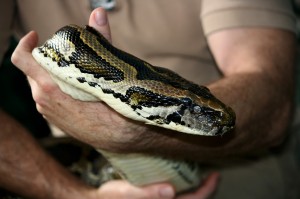 Effet de mode ou véritable passion, de plus en plus de Français choisissent d’adopter un serpent chez eux.