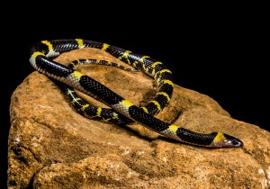 En France, il est interdit de prélever un serpent de son habitat naturel pour l’élever en captivité.