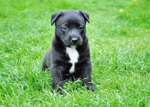 L'étape de la gamelle ou l'initiation du chien aux repas implique souvent de la patience.