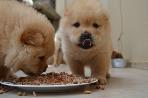 Éduquer son chiot est ainsi indispensable dès ses premiers jours à la maison.