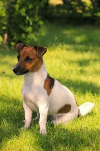 Il s'agit tout simplement de ne pas laisser des aliments à portée du chien.