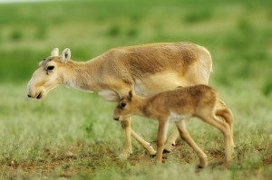 antilope saïga insolite