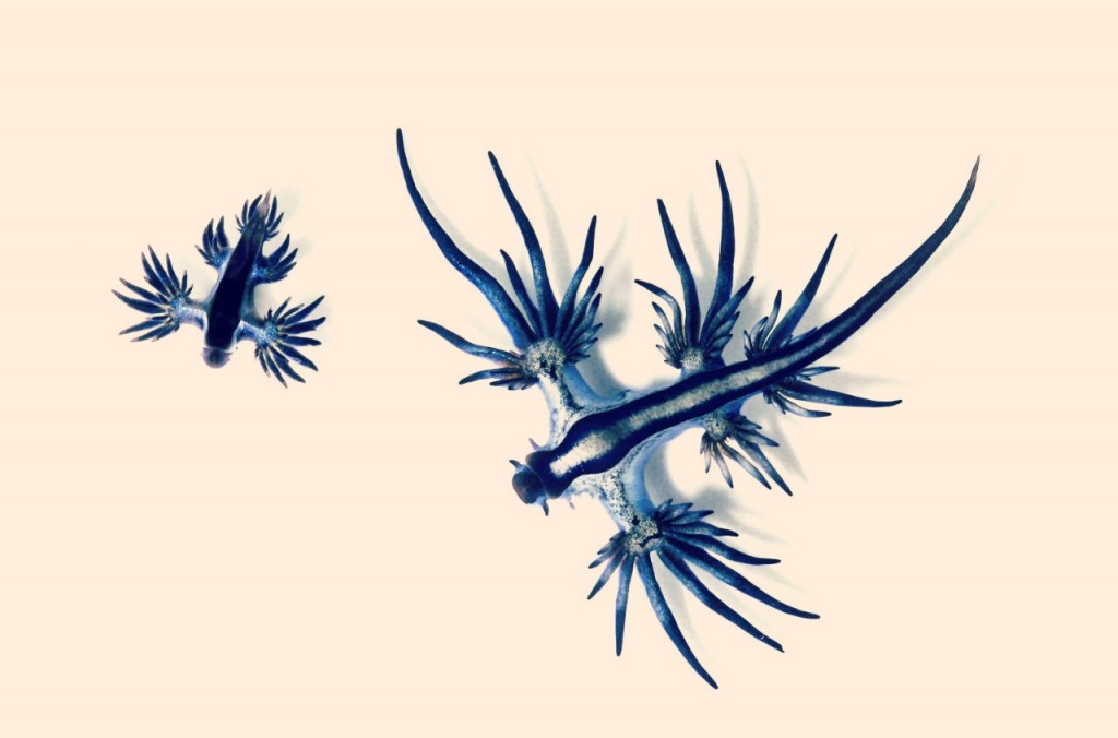 glaucus atlanticus insolite