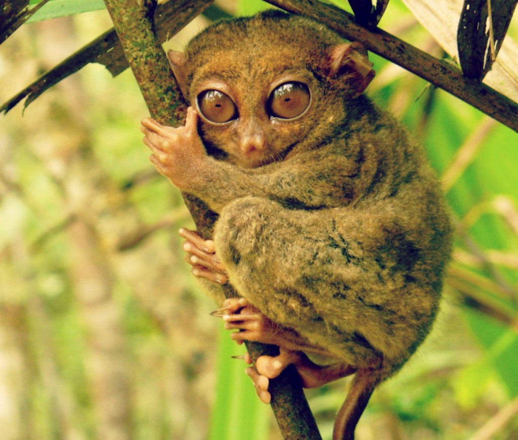 tarsier insolite