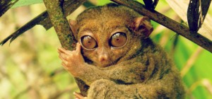 tarsier insolite