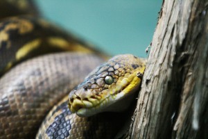 Ce qu'il faut savoir avant d'adopter un serpent.