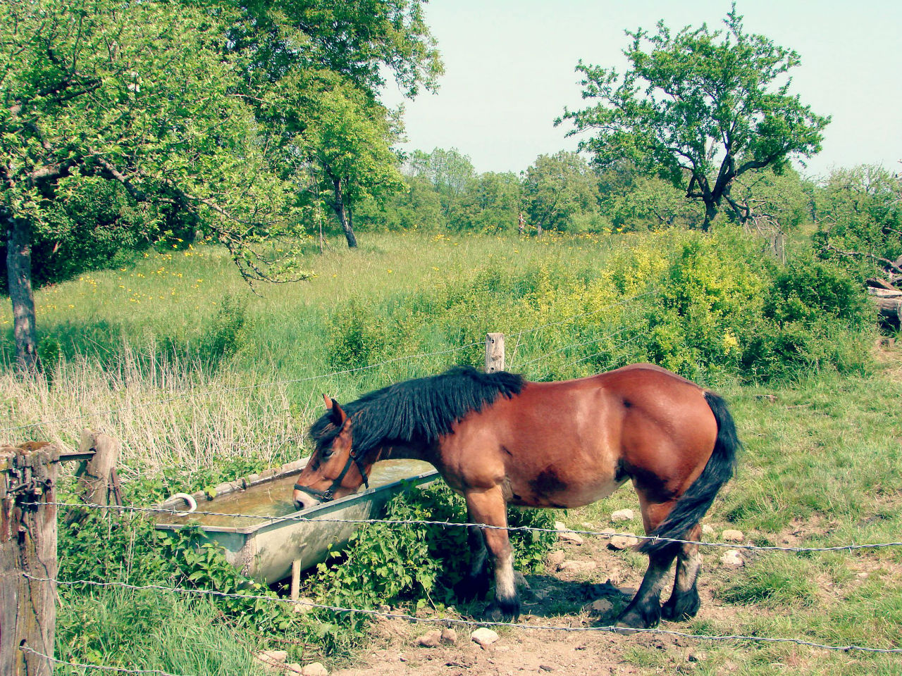 Comment bien choisir la clôture pour son cheval ?