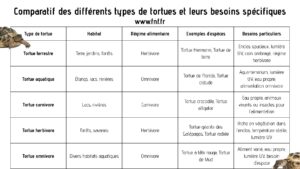Comparatif des différents types de tortues et leurs besoins spécifiques