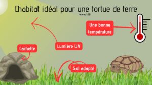 L'habitat idéal pour chaque type de tortue