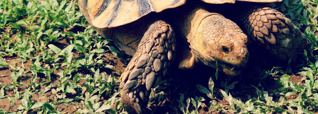 Adopter une tortue : ce qu’il faut savoir