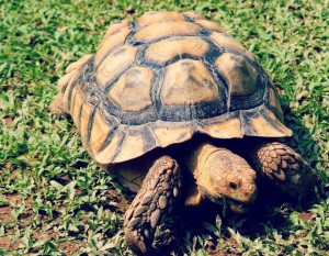 Découvrez tout ce qu'il faut savoir sur l'adoption de la tortue, afin de prendre soin d'elle.