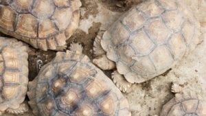 tortue de terre