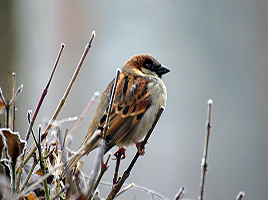 oiseau