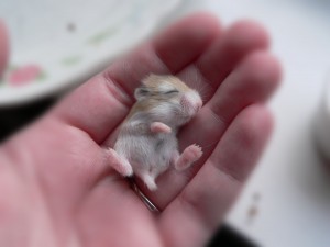 bebe-hamster