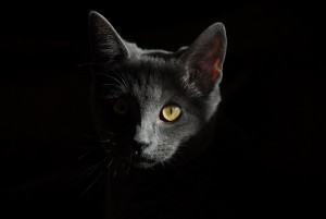 chat
