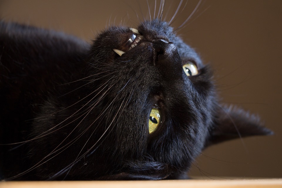 Castration du chat : Les infos essentielles à connaitre