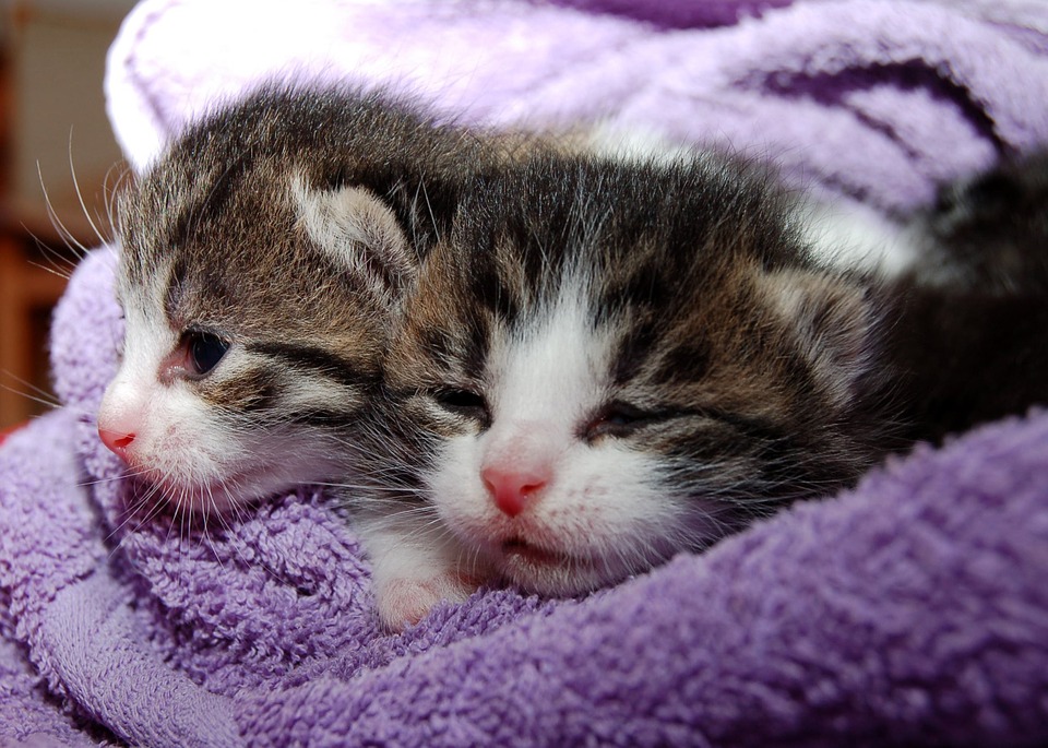 Votre chat est un membre de votre famille