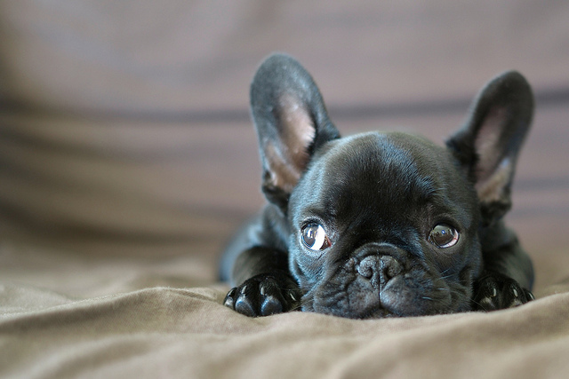 Chien : est-ce si cher que ça ?