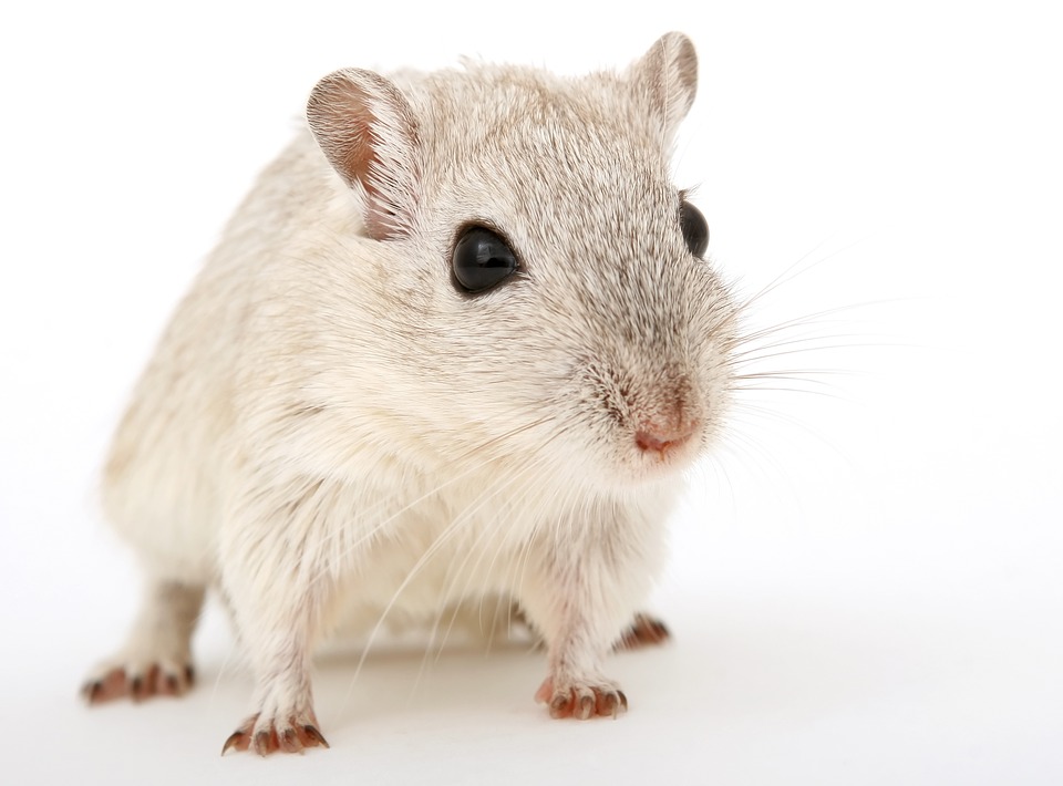 Hamsters : nos conseils pour en prendre soin