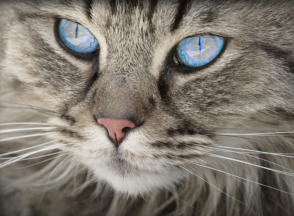 Animaux : comment caresser votre chat ?