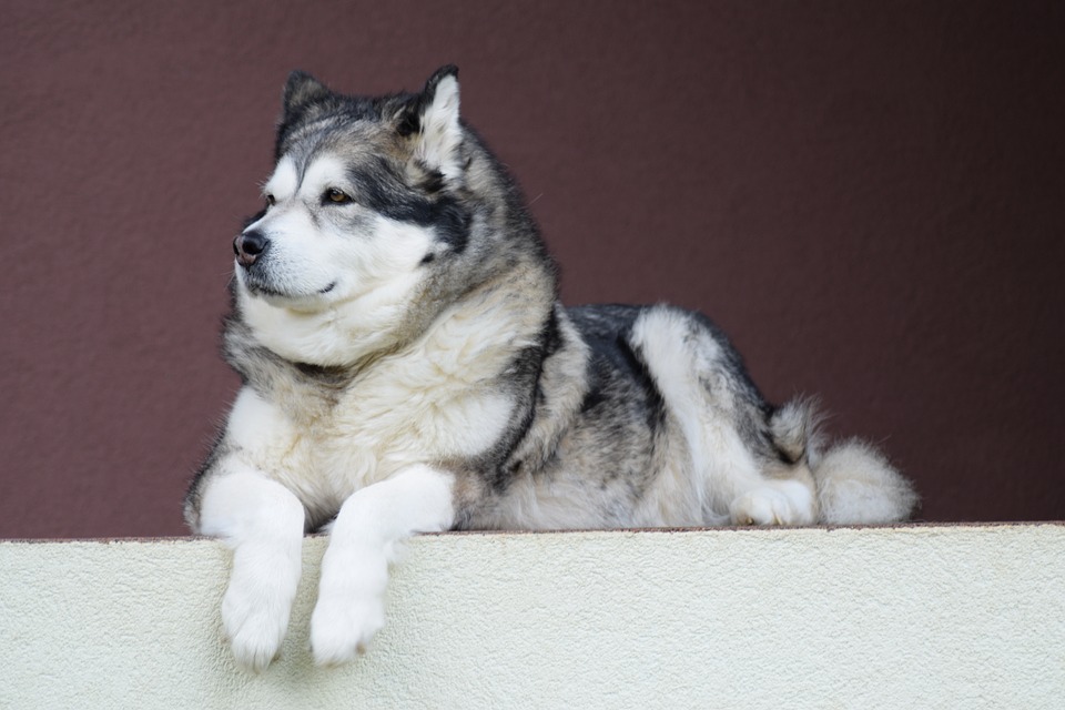 Orage : apprenez à calmer votre chien