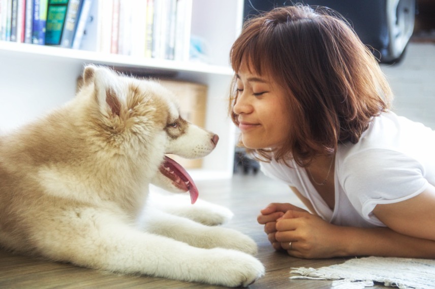 Quels accessoires indispensables pour mes chiens et chats ?