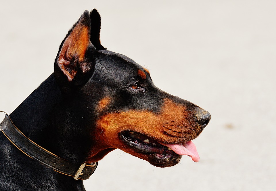 Chien doberman