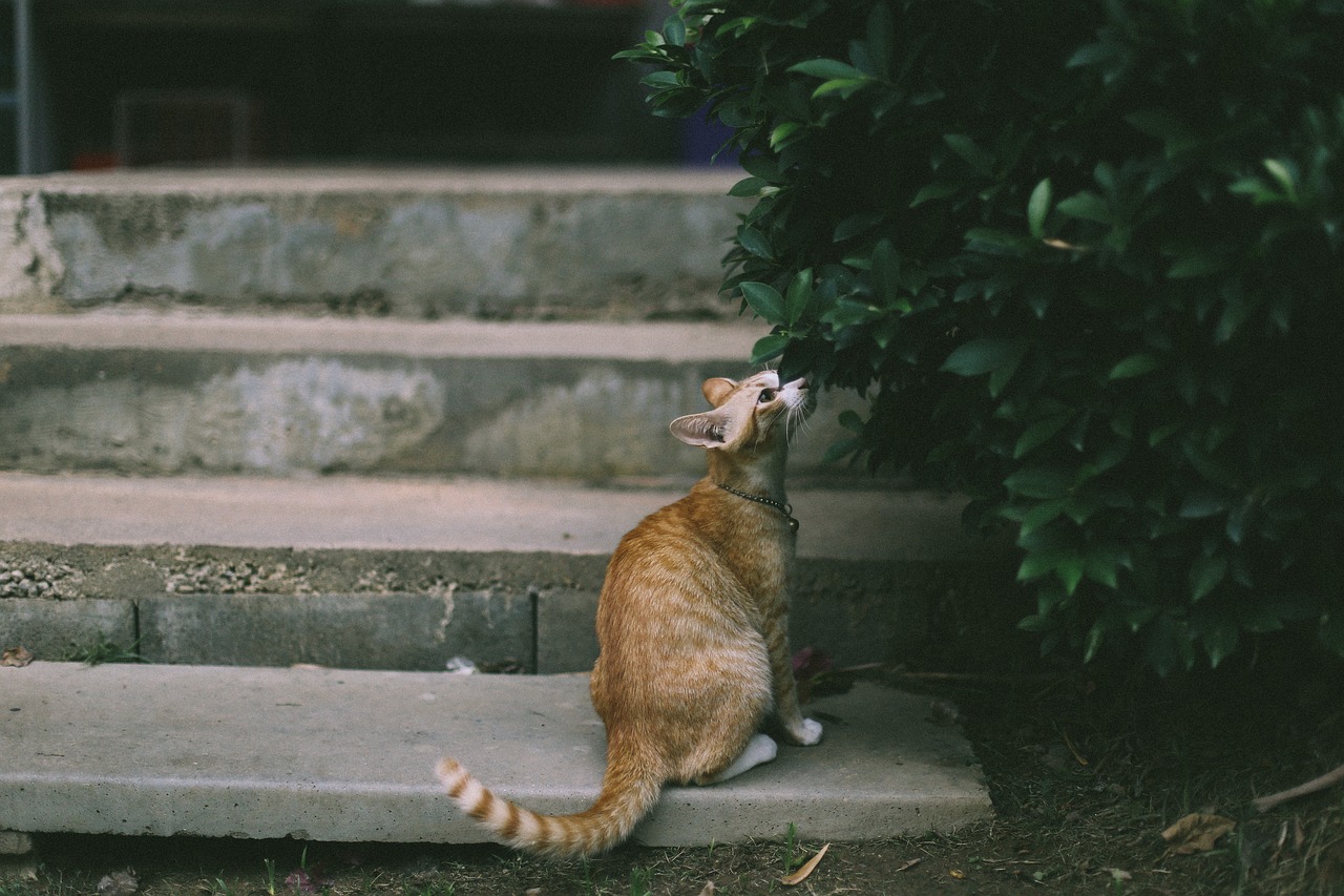 Chat et plantes : une relation inévitable