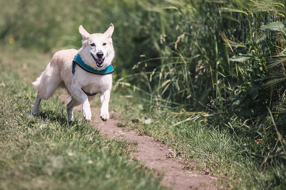 Méditation avec son chien : pour diminuer le stress et l’anxiété