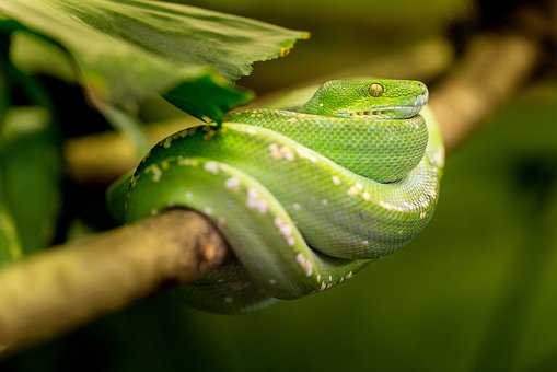 Un petit récap des animaux sauvages de la jungle