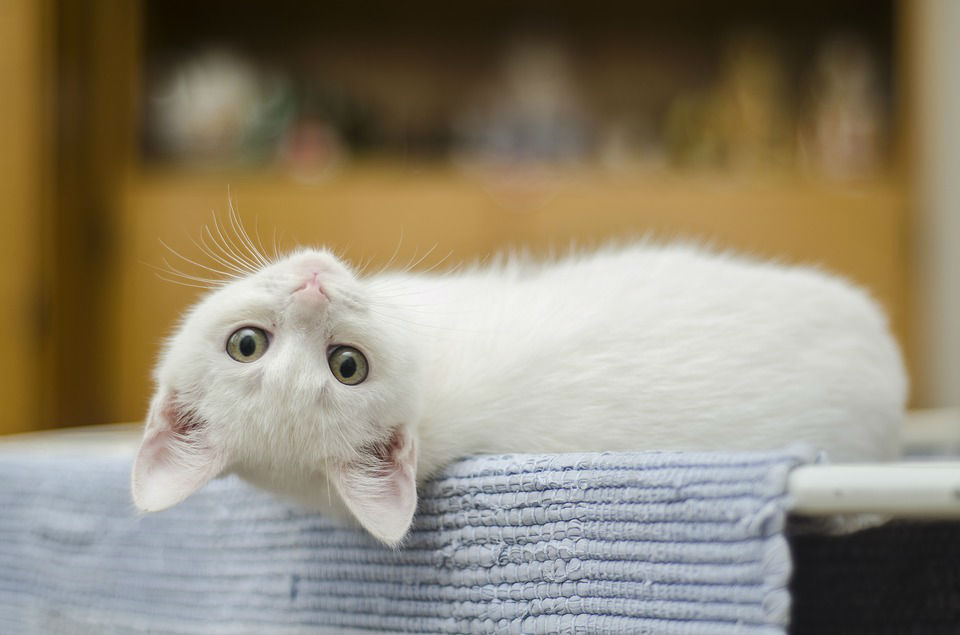 Et si vous passiez aux croquettes naturelles pour chat ?