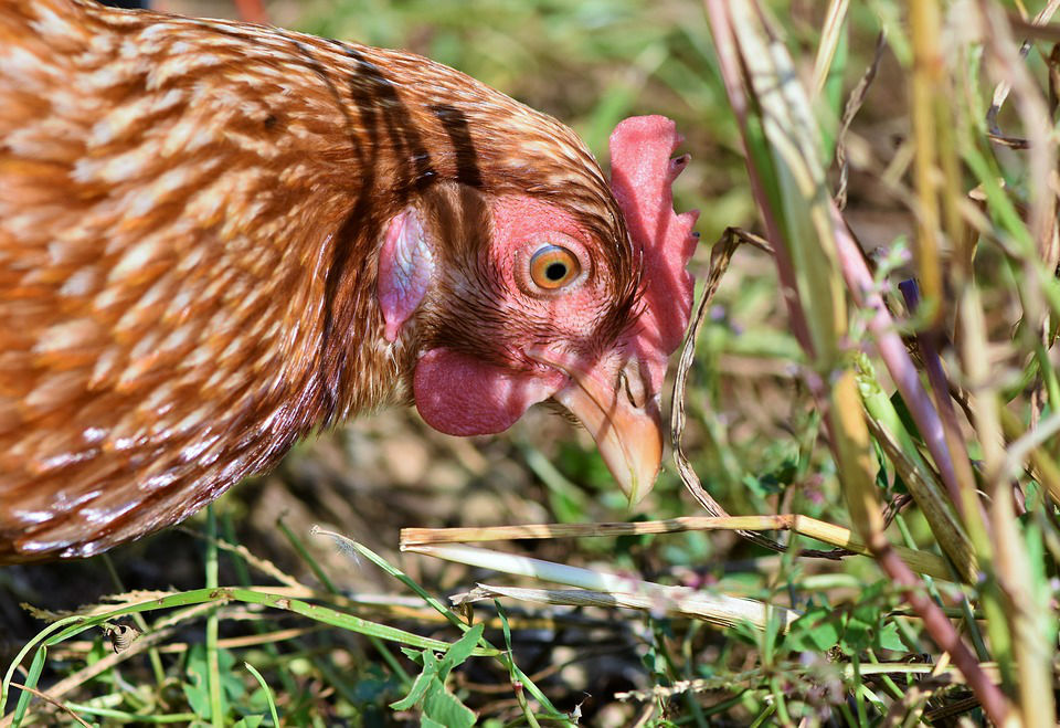 5 choses à savoir avant d’adopter une poule