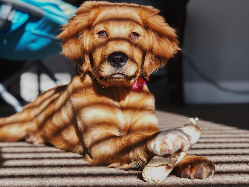 chiot avec une friandise à ronger