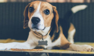 jeune chien beagle avec un friandise pour prendre soin de ses dents