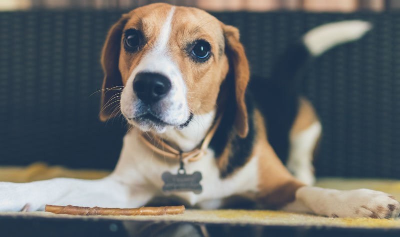 jeune chien beagle avec un friandise pour prendre soin de ses dents