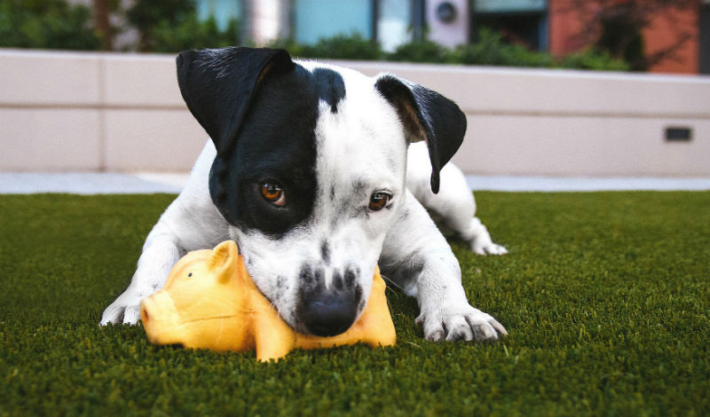 un jeune chien qui machouille son jouet