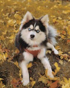 Chien Pomsky dans les feuilles d'atomne